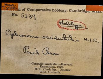 Media type: image;   Invertebrate Zoology OPH-5239 Description: Labels for this specimen included in the specimen tray.;  Aspect: labels